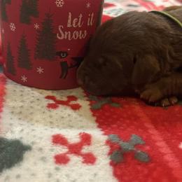 Green - Chocolate male Labrador Retriever puppy in Normantown, West Virginia from Meadows Labradors