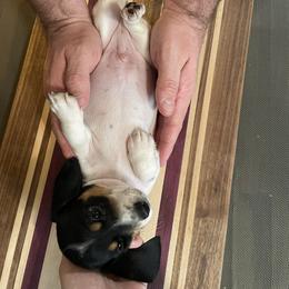 Dachshund Puppies from Hursh’s Hounds