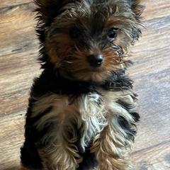 Boy 1 - Blue and gold male Yorkshire Terrier puppy in Norfolk, Arkansas from Diana's Yorkie Paws