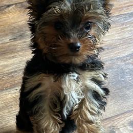 Boy 1 - Blue and gold male Yorkshire Terrier puppy in Norfolk, Arkansas from Diana's Yorkie Paws