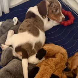 Boy 3 - Dapple male Dachshund puppy in Sunman, Indiana from Whitney’s Weiners