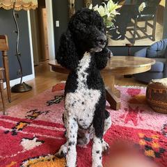 Oreo - Goldendoodle