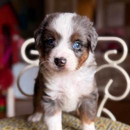 Leonardo - Blue merle male Miniature Australian Shepherd puppy in Buchanan, Georgia from Stanleyville Farm Mini Aussies