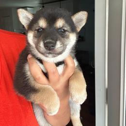 Reika - Black and tan female Shiba Inu puppy in Lehigh Acres, Florida from SWFL Happy Dogs