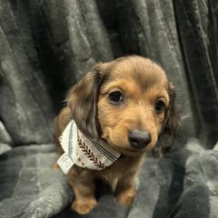 Dachshund Puppies from Clayton Kennels