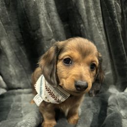 Dachshund Puppies from Clayton Kennels