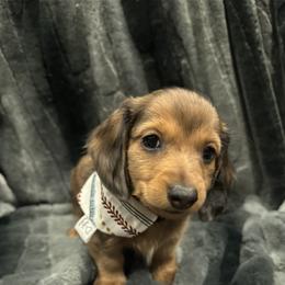 Dachshund Puppies from Clayton Kennels