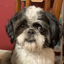 Luke - Shih Tzu