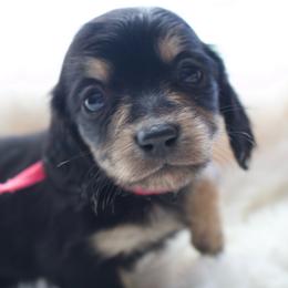 Herminie - Black and cream female Dachshund puppy in Morrow, Ohio from Courtney’s Colorful Doxies