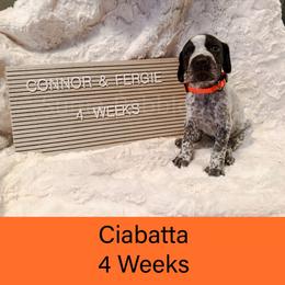Ciabatta (orange) - Liver roan female German Shorthaired Pointer puppy in Marshfield, Missouri from Suma Kennels