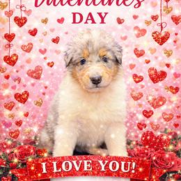 Georgie - Blue merle white and tan female Collie puppy in Carencro, Louisiana from Cajun Bayou's Collies LLC