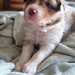 Tonya - Australian Shepherd puppy from Crazy Critters Aussies