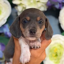 Tallulah - Blue and tan female Dachshund puppy in North Branch, Michigan from Monarch Miniature Dachshunds