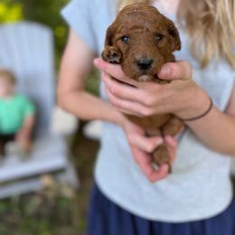 Macbeth - Apricot female Poodle puppy in St. Johnsbury, Vermont from Poodles of the Northern Woods