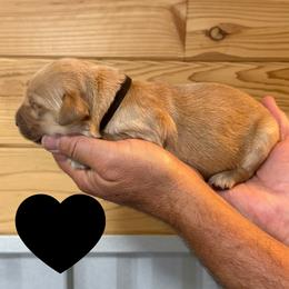 Hamilton (Black) - Golden male Golden Retriever puppy in Cadillac, Michigan from K & M Golden Retrievers