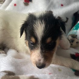Joseph - White Collie puppy in Yulee, Florida from Three Collie Farm