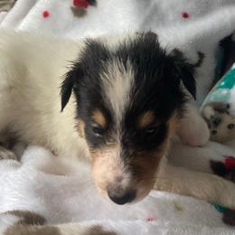 Joseph - White Collie puppy in Yulee, Florida from Three Collie Farm