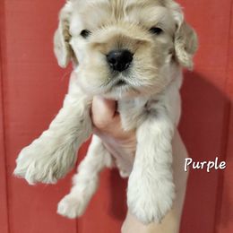 Cocker Spaniel Puppies from Hallmark Cocker Spaniels