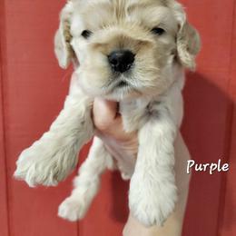 Cocker Spaniel Puppies from Hallmark Cocker Spaniels