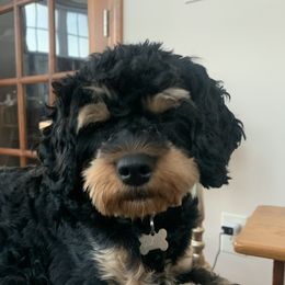Dexter - Cavapoo