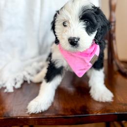 4EVER - female Australian Mountain Doodle puppy in Iowa from Burkhart Family Puppies