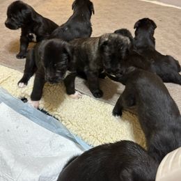 Girl 5 - Black Irish Wolfhound puppy in Blue Rapids, Kansas from Timbercreek Irish Wolfhounds