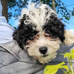 Mikey - Black and white male Companion Cross puppy in Macon, Georgia from Shipoo Lane