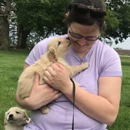 Fuschia - Golden Golden Retriever puppy in Webster City, Iowa from Whispering Pines Precious Puppies
