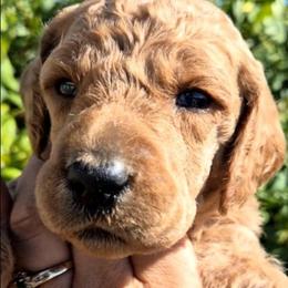 Blaze - Red  male Poodle puppy in El Paso, Texas from Paws Of Beauty