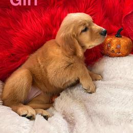 Golden Retriever Puppies from American True Golden retriever