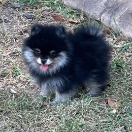 Blk n tan boy - Black and tan male Pomeranian puppy in Fayetteville, North Carolina from Tar-heel Poms