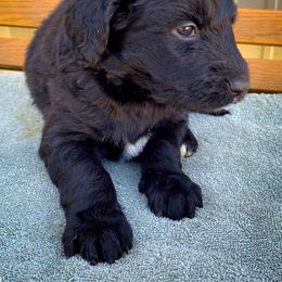 Bernedoodle and Siberian Husky Puppies from Timberline Paws