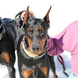 Doberman Pinscher Puppies from Maris Stella Kennel