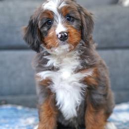 Nordy - Merle male Bernedoodle puppy in Dundee, Ohio from Down Home Doodle