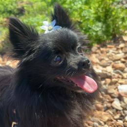 Sophie - Black female Pomeranian puppy in Rogers, Arkansas from Premium Pom’s