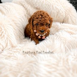 Bella - Apricot female Poodle puppy in Midway City, California from Rapture Red Poodles