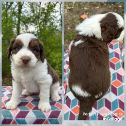 Boy 2 - Brown and white male Aussiedoodle puppy in Hillsboro, Illinois from Perfect Paws Puppies