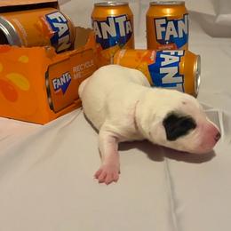 Fanta - White and black female Dalmatian puppy in Des Moines, Iowa from Spot Splattered Dalmatians