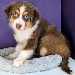 Eevee Girl 5 - Red tri-color Australian Shepherd puppy in South Hill, Virginia from Silverside Aussies LLC