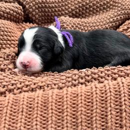 Miss Popsicle - Tri-color female Bernedoodle puppy in Hegins, Pennsylvania from Bubbling Springs Doodles, LLC