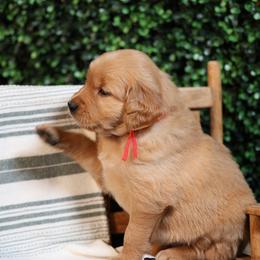 Eleanor - Golden female Golden Retriever puppy in Payette, Idaho from Stonewick Retrievers
