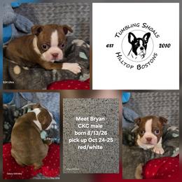 Bryan - Red male Boston Terrier puppy in Millers Creek, North Carolina from Tumbling Shoals Hilltop Bostons