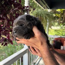 Aspen - Blue dilute male Chinese Shar-Pei puppy in Auburn, Kansas from Justin's Chinese Shar-Pei