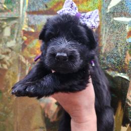 Grape - Black female German Shepherd puppy in Fort Jennings, Ohio from Von Holtzapple German shepherds