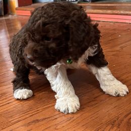 Green - Brown male Lagotto Romagnolo puppy in Alsea, Oregon from Stan and Merrie's Lagotto Romagnolo