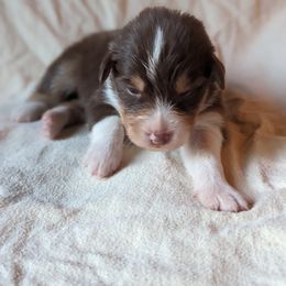 Girl 2 - Red tri-color Australian Shepherd puppy in Sanger, California from A&M Australian Shepherds