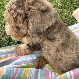 "Brown Merle Phantom" Sheepadoodle Puppies from Dogwood Hills