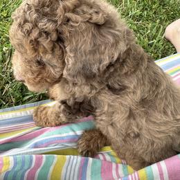 "Brown Merle Phantom" Sheepadoodle Puppies from Dogwood Hills