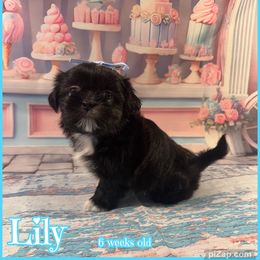 Lily - Black female Shih Tzu puppy in Beatrice, Nebraska from I Shih Tzu Not Puppies