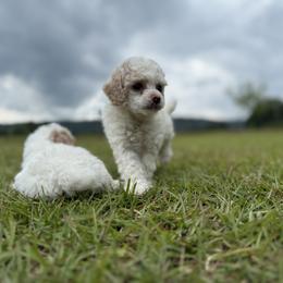 Bambi - Parti female Poodle puppy in Plainville, Georgia from Upper Echelon